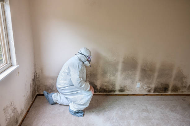 Best Mold Removal Process  in Hartford, AL