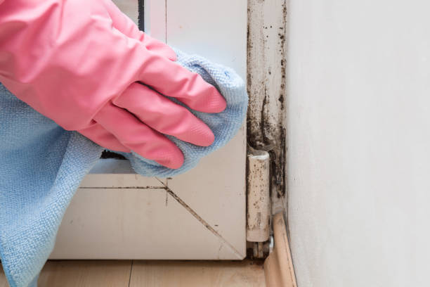 Crawl Space Mold Removal in Hartford, AL